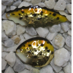 Walleye Spinner Blade